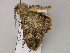  ( - BC ZSM Lep 55595)  @13 [ ] CreativeCommons - Attribution Non-Commercial Share-Alike (2011) Axel Hausmann/Bavarian State Collection of Zoology (ZSM) SNSB, Zoologische Staatssammlung Muenchen