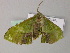  ( - BC ZSM Lep 55602)  @12 [ ] CreativeCommons - Attribution Non-Commercial Share-Alike (2011) Axel Hausmann/Bavarian State Collection of Zoology (ZSM) SNSB, Zoologische Staatssammlung Muenchen