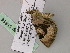  (Pareustroma aconisecta - BC ZSM Lep 55614)  @11 [ ] CreativeCommons - Attribution Non-Commercial Share-Alike (2011) Axel Hausmann/Bavarian State Collection of Zoology (ZSM) SNSB, Zoologische Staatssammlung Muenchen