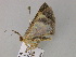  ( - BC ZSM Lep 55625)  @13 [ ] CreativeCommons - Attribution Non-Commercial Share-Alike (2011) Axel Hausmann/Bavarian State Collection of Zoology (ZSM) SNSB, Zoologische Staatssammlung Muenchen