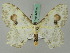  ( - BC ZSM Lep 44715)  @13 [ ] CreativeCommons - Attribution Non-Commercial Share-Alike (2011) Axel Hausmann/Bavarian State Collection of Zoology (ZSM) SNSB, Zoologische Staatssammlung Muenchen