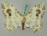  (Auzata - BC ZSM Lep 44716)  @14 [ ] CreativeCommons - Attribution Non-Commercial Share-Alike (2011) Axel Hausmann/Bavarian State Collection of Zoology (ZSM) SNSB, Zoologische Staatssammlung Muenchen