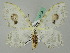  ( - BC ZSM Lep 44718)  @12 [ ] CreativeCommons - Attribution Non-Commercial Share-Alike (2011) Axel Hausmann/Bavarian State Collection of Zoology (ZSM) SNSB, Zoologische Staatssammlung Muenchen