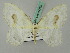  ( - BC ZSM Lep 44728)  @12 [ ] CreativeCommons - Attribution Non-Commercial Share-Alike (2011) Axel Hausmann/Bavarian State Collection of Zoology (ZSM) SNSB, Zoologische Staatssammlung Muenchen