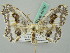  ( - BC ZSM Lep 44750)  @13 [ ] CreativeCommons - Attribution Non-Commercial Share-Alike (2011) Axel Hausmann/Bavarian State Collection of Zoology (ZSM) SNSB, Zoologische Staatssammlung Muenchen
