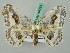  ( - BC ZSM Lep 44751)  @12 [ ] CreativeCommons - Attribution Non-Commercial Share-Alike (2011) Axel Hausmann/Bavarian State Collection of Zoology (ZSM) SNSB, Zoologische Staatssammlung Muenchen