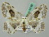  ( - BC ZSM Lep 44752)  @11 [ ] CreativeCommons - Attribution Non-Commercial Share-Alike (2011) Axel Hausmann/Bavarian State Collection of Zoology (ZSM) SNSB, Zoologische Staatssammlung Muenchen