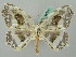  ( - BC ZSM Lep 44753)  @12 [ ] CreativeCommons - Attribution Non-Commercial Share-Alike (2011) Axel Hausmann/Bavarian State Collection of Zoology (ZSM) SNSB, Zoologische Staatssammlung Muenchen