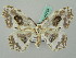  ( - BC ZSM Lep 44754)  @13 [ ] CreativeCommons - Attribution Non-Commercial Share-Alike (2011) Axel Hausmann/Bavarian State Collection of Zoology (ZSM) SNSB, Zoologische Staatssammlung Muenchen