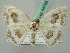  ( - BC ZSM Lep 44755)  @13 [ ] CreativeCommons - Attribution Non-Commercial Share-Alike (2011) Axel Hausmann/Bavarian State Collection of Zoology (ZSM) SNSB, Zoologische Staatssammlung Muenchen