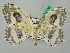  (Auzata ocellata - BC ZSM Lep 44756)  @14 [ ] CreativeCommons - Attribution Non-Commercial Share-Alike (2011) Axel Hausmann/Bavarian State Collection of Zoology (ZSM) SNSB, Zoologische Staatssammlung Muenchen