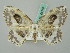  ( - BC ZSM Lep 44757)  @11 [ ] CreativeCommons - Attribution Non-Commercial Share-Alike (2011) Axel Hausmann/Bavarian State Collection of Zoology (ZSM) SNSB, Zoologische Staatssammlung Muenchen
