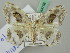  ( - BC ZSM Lep 44758)  @12 [ ] CreativeCommons - Attribution Non-Commercial Share-Alike (2011) Axel Hausmann/Bavarian State Collection of Zoology (ZSM) SNSB, Zoologische Staatssammlung Muenchen