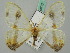  ( - BC ZSM Lep 44777)  @11 [ ] CreativeCommons - Attribution Non-Commercial Share-Alike (2011) Axel Hausmann/Bavarian State Collection of Zoology (ZSM) SNSB, Zoologische Staatssammlung Muenchen