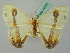  ( - BC ZSM Lep 44783)  @11 [ ] CreativeCommons - Attribution Non-Commercial Share-Alike (2011) Axel Hausmann/Bavarian State Collection of Zoology (ZSM) SNSB, Zoologische Staatssammlung Muenchen