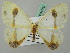  ( - BC ZSM Lep 44785)  @13 [ ] CreativeCommons - Attribution Non-Commercial Share-Alike (2011) Axel Hausmann/Bavarian State Collection of Zoology (ZSM) SNSB, Zoologische Staatssammlung Muenchen