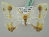 ( - BC ZSM Lep 44790)  @11 [ ] CreativeCommons - Attribution Non-Commercial Share-Alike (2011) Axel Hausmann/Bavarian State Collection of Zoology (ZSM) SNSB, Zoologische Staatssammlung Muenchen