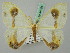  ( - BC ZSM Lep 44791)  @12 [ ] CreativeCommons - Attribution Non-Commercial Share-Alike (2011) Axel Hausmann/Bavarian State Collection of Zoology (ZSM) SNSB, Zoologische Staatssammlung Muenchen