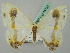  ( - BC ZSM Lep 44792)  @11 [ ] CreativeCommons - Attribution Non-Commercial Share-Alike (2011) Axel Hausmann/Bavarian State Collection of Zoology (ZSM) SNSB, Zoologische Staatssammlung Muenchen
