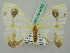  ( - BC ZSM Lep 44793)  @12 [ ] CreativeCommons - Attribution Non-Commercial Share-Alike (2011) Axel Hausmann/Bavarian State Collection of Zoology (ZSM) SNSB, Zoologische Staatssammlung Muenchen