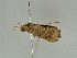  ( - BC ZSM Lep 51932)  @12 [ ] CreativeCommons - Attribution Non-Commercial Share-Alike (2011) Axel Hausmann/Bavarian State Collection of Zoology (ZSM) SNSB, Zoologische Staatssammlung Muenchen