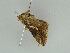  ( - BC ZSM Lep 51953)  @13 [ ] CreativeCommons - Attribution Non-Commercial Share-Alike (2011) Axel Hausmann/Bavarian State Collection of Zoology (ZSM) SNSB, Zoologische Staatssammlung Muenchen