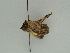  ( - BC ZSM Lep 51969)  @12 [ ] CreativeCommons - Attribution Non-Commercial Share-Alike (2011) Axel Hausmann/Bavarian State Collection of Zoology (ZSM) SNSB, Zoologische Staatssammlung Muenchen