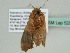  ( - BC ZSM Lep 52016)  @12 [ ] CreativeCommons - Attribution Non-Commercial Share-Alike (2011) Axel Hausmann/Bavarian State Collection of Zoology (ZSM) SNSB, Zoologische Staatssammlung Muenchen