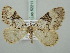  ( - BC ZSM Lep 52211)  @11 [ ] CreativeCommons - Attribution Non-Commercial Share-Alike (2011) Axel Hausmann/Bavarian State Collection of Zoology (ZSM) SNSB, Zoologische Staatssammlung Muenchen