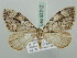  (Thera subcomis - BC ZSM Lep 52212)  @11 [ ] CreativeCommons - Attribution Non-Commercial Share-Alike (2011) Axel Hausmann/Bavarian State Collection of Zoology (ZSM) SNSB, Zoologische Staatssammlung Muenchen