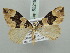  (Perizoma omnifasciaria - BC ZSM Lep 52219)  @11 [ ] CreativeCommons - Attribution Non-Commercial Share-Alike (2011) Axel Hausmann/Bavarian State Collection of Zoology (ZSM) SNSB, Zoologische Staatssammlung Muenchen