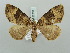  ( - BC ZSM Lep 52233)  @12 [ ] CreativeCommons - Attribution Non-Commercial Share-Alike (2011) Axel Hausmann/Bavarian State Collection of Zoology (ZSM) SNSB, Zoologische Staatssammlung Muenchen