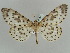  ( - BC ZSM Lep 52257)  @12 [ ] CreativeCommons - Attribution Non-Commercial Share-Alike (2011) Axel Hausmann/Bavarian State Collection of Zoology (ZSM) SNSB, Zoologische Staatssammlung Muenchen