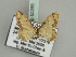  (Idaea sugillata - BC ZSM Lep 52259)  @11 [ ] CreativeCommons - Attribution Non-Commercial Share-Alike (2011) Axel Hausmann/Bavarian State Collection of Zoology (ZSM) SNSB, Zoologische Staatssammlung Muenchen