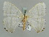  ( - BC ZSM Lep 52271)  @11 [ ] CreativeCommons - Attribution Non-Commercial Share-Alike (2011) Axel Hausmann/Bavarian State Collection of Zoology (ZSM) SNSB, Zoologische Staatssammlung Muenchen