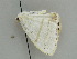  ( - BC ZSM Lep 52272)  @12 [ ] CreativeCommons - Attribution Non-Commercial Share-Alike (2011) Axel Hausmann/Bavarian State Collection of Zoology (ZSM) SNSB, Zoologische Staatssammlung Muenchen