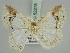  (Asthena undulata - BC ZSM Lep 52275)  @14 [ ] CreativeCommons - Attribution Non-Commercial Share-Alike (2011) Axel Hausmann/Bavarian State Collection of Zoology (ZSM) SNSB, Zoologische Staatssammlung Muenchen