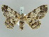  ( - BC ZSM Lep 52283)  @11 [ ] CreativeCommons - Attribution Non-Commercial Share-Alike (2011) Axel Hausmann/Bavarian State Collection of Zoology (ZSM) SNSB, Zoologische Staatssammlung Muenchen