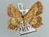  (Synegiodes histrionaria - BC ZSM Lep 52288)  @11 [ ] CreativeCommons - Attribution Non-Commercial Share-Alike (2011) Axel Hausmann/Bavarian State Collection of Zoology (ZSM) SNSB, Zoologische Staatssammlung Muenchen