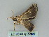  ( - BC ZSM Lep 53828)  @12 [ ] CreativeCommons - Attribution Non-Commercial Share-Alike (2011) Axel Hausmann/Bavarian State Collection of Zoology (ZSM) SNSB, Zoologische Staatssammlung Muenchen