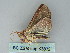 ( - BC ZSM Lep 53832)  @12 [ ] CreativeCommons - Attribution Non-Commercial Share-Alike (2011) Axel Hausmann/Bavarian State Collection of Zoology (ZSM) SNSB, Zoologische Staatssammlung Muenchen