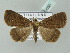  (Simplicia variegata - BC ZSM Lep 53835)  @13 [ ] CreativeCommons - Attribution Non-Commercial Share-Alike (2011) Axel Hausmann/Bavarian State Collection of Zoology (ZSM) SNSB, Zoologische Staatssammlung Muenchen