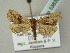  (Bertula bistrigata - BC ZSM Lep 53839)  @14 [ ] CreativeCommons - Attribution Non-Commercial Share-Alike (2011) Axel Hausmann/Bavarian State Collection of Zoology (ZSM) SNSB, Zoologische Staatssammlung Muenchen