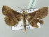  (Hadennia mysalis - BC ZSM Lep 53845)  @13 [ ] CreativeCommons - Attribution Non-Commercial Share-Alike (2011) Axel Hausmann/Bavarian State Collection of Zoology (ZSM) SNSB, Zoologische Staatssammlung Muenchen