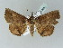  (Pangrapta metagona - BC ZSM Lep 53850)  @13 [ ] CreativeCommons - Attribution Non-Commercial Share-Alike (2011) Axel Hausmann/Bavarian State Collection of Zoology (ZSM) SNSB, Zoologische Staatssammlung Muenchen