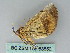  ( - BC ZSM Lep 53850)  @12 [ ] CreativeCommons - Attribution Non-Commercial Share-Alike (2011) Axel Hausmann/Bavarian State Collection of Zoology (ZSM) SNSB, Zoologische Staatssammlung Muenchen