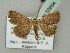  ( - BC ZSM Lep 53854)  @14 [ ] CreativeCommons - Attribution Non-Commercial Share-Alike (2011) Axel Hausmann/Bavarian State Collection of Zoology (ZSM) SNSB, Zoologische Staatssammlung Muenchen