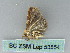 ( - BC ZSM Lep 53854)  @13 [ ] CreativeCommons - Attribution Non-Commercial Share-Alike (2011) Axel Hausmann/Bavarian State Collection of Zoology (ZSM) SNSB, Zoologische Staatssammlung Muenchen