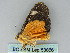  ( - BC ZSM Lep 53856)  @12 [ ] CreativeCommons - Attribution Non-Commercial Share-Alike (2011) Axel Hausmann/Bavarian State Collection of Zoology (ZSM) SNSB, Zoologische Staatssammlung Muenchen