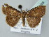  ( - BC ZSM Lep 53858)  @12 [ ] CreativeCommons - Attribution Non-Commercial Share-Alike (2011) Axel Hausmann/Bavarian State Collection of Zoology (ZSM) SNSB, Zoologische Staatssammlung Muenchen